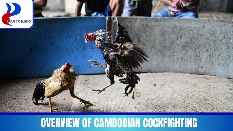 Overview of Cambodian Cockfighting