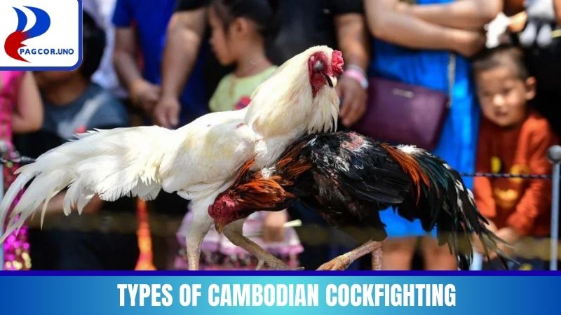 Types of Cambodian Cockfighting available at the address