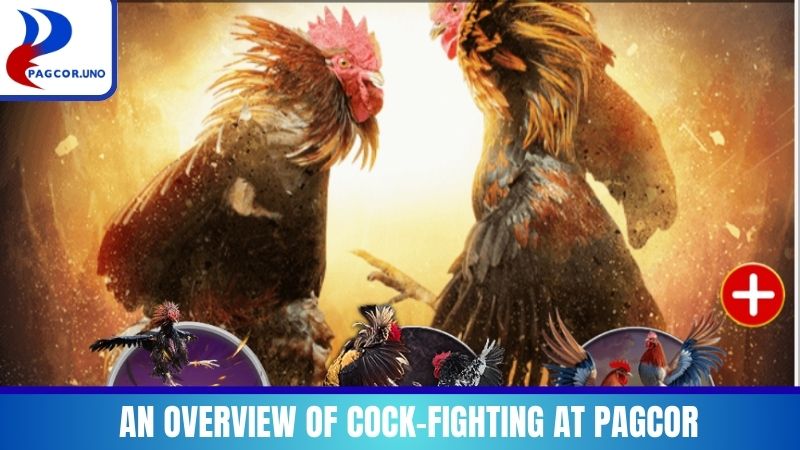 An overview of cock-fighting at PAGCOR