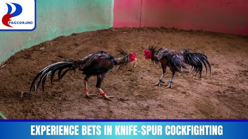 Experience in choosing bets in Knife Spur Cockfighting