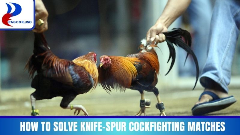 How to solve Knife Spur Cockfighting matches