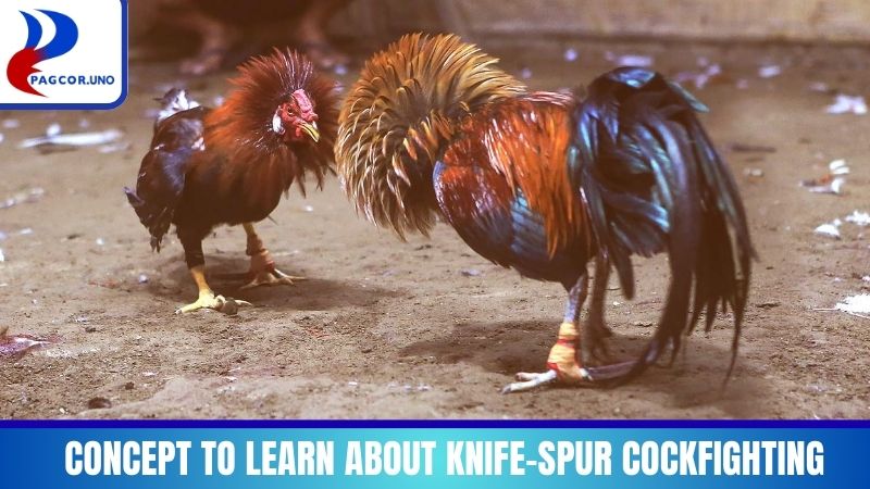 Concept to learn about Knife Spur Cockfighting