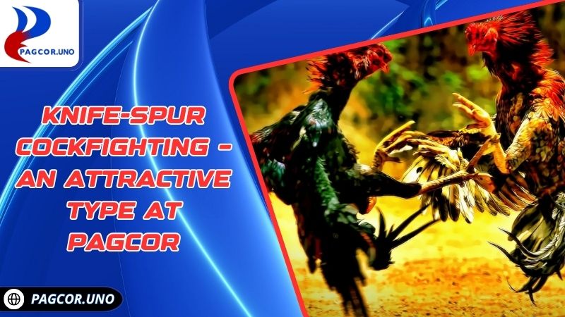 Knife-spur Cockfighting