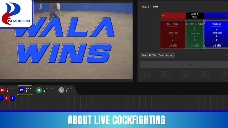 About Live Cockfighting