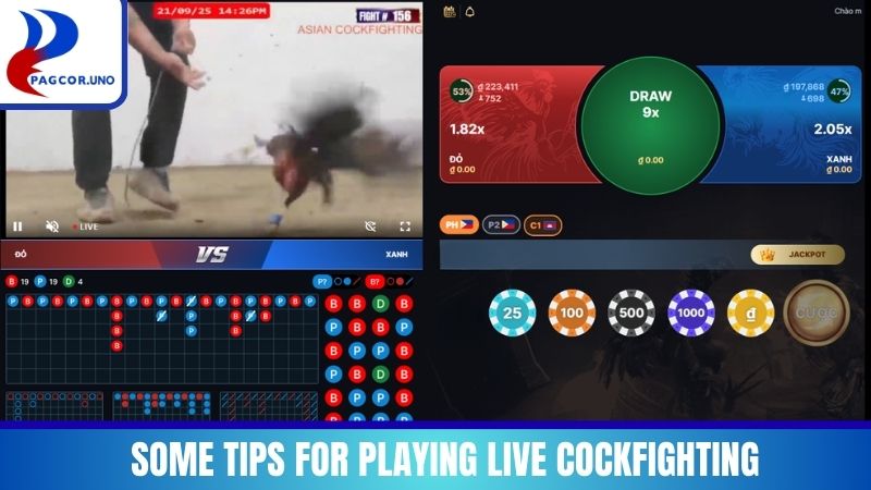 Some tips for playing Live Cockfighting that are easiest to win