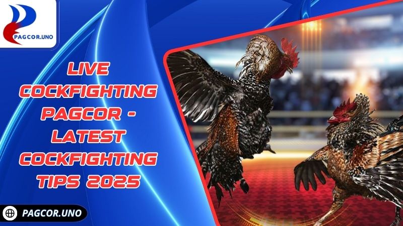 Live Cockfighting