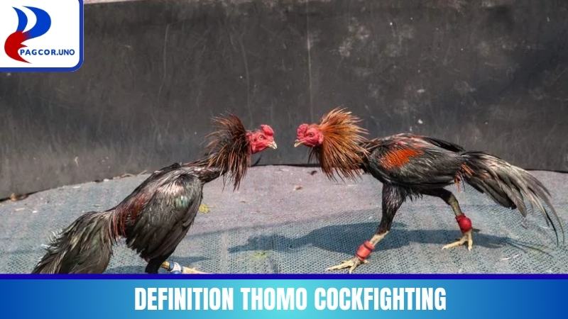 Answering the definition of Thomo Cockfighting and its detailed origin