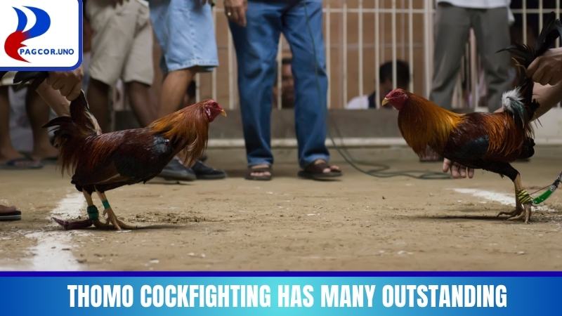Thomo Cockfighting has many outstanding advantages